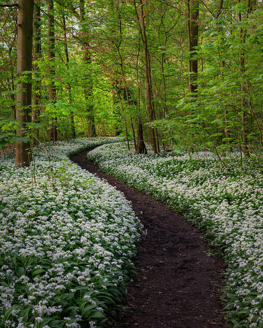 Spring bloomers - Wild garlic in Bois de Laurensart  Stefan Cruysberghs